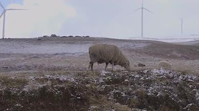 雪山草地绵羊枯草风车畜牧视频的预览图